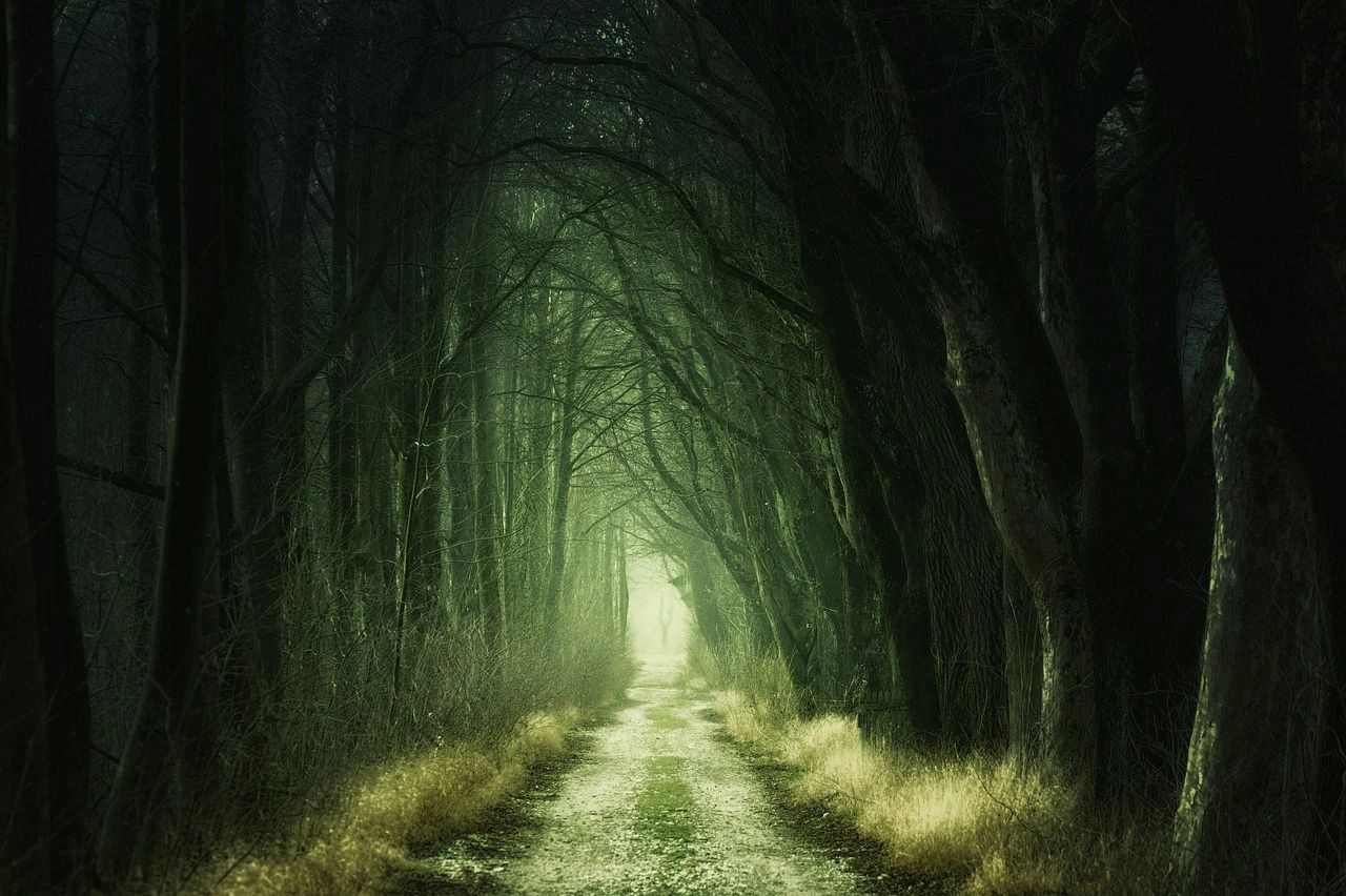 Night run through the trees