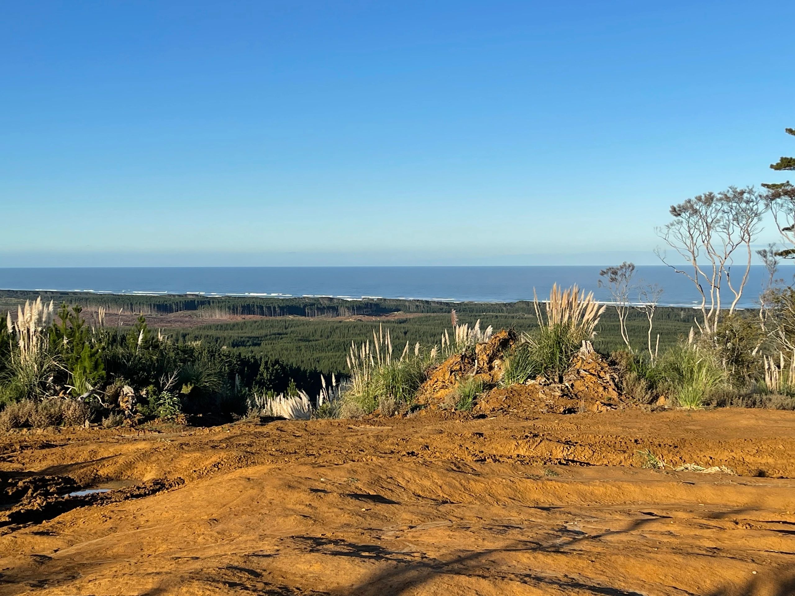 Sand-based trail through the pines